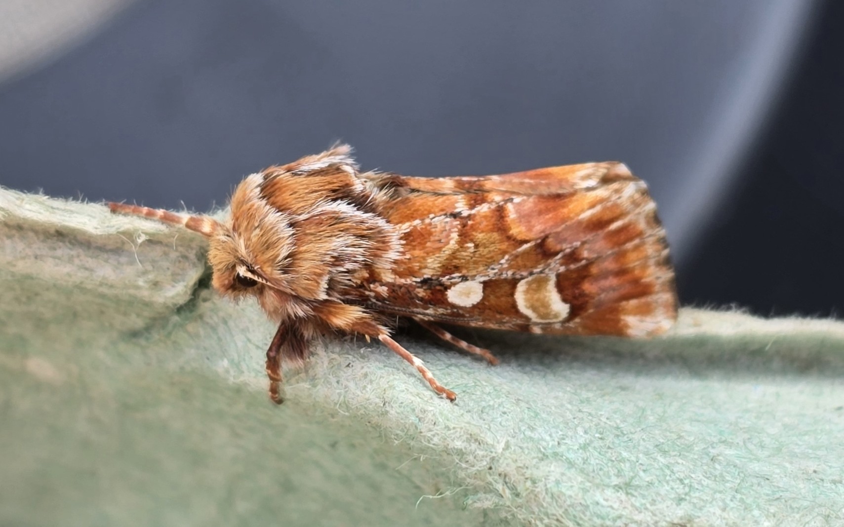 Photo of Pine Beauty (Panolis flammea)